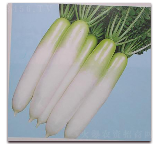 春輝蘿卜-蘿卜種子-禾誠(chéng)種苗