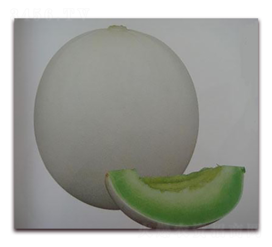 綠輝甜瓜-甜瓜種子-禾誠種苗