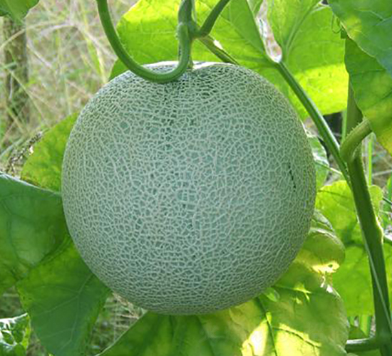 �����I�W(w��ng)�y���-��ϷN��-���\�N��