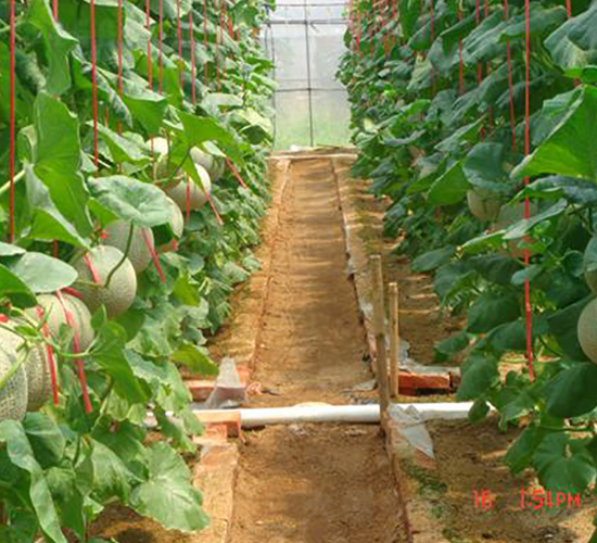 特密仕網(wǎng)紋甜瓜-甜瓜種子-禾誠(chéng)種苗