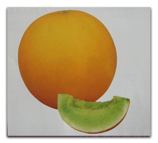 瑪麗娜甜瓜-甜瓜種子-禾誠種苗