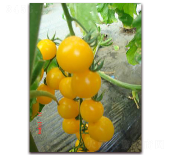 黃妃小番茄-番茄種子-禾誠種苗