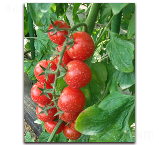 紅玉中型番茄-番茄種子-禾誠種苗