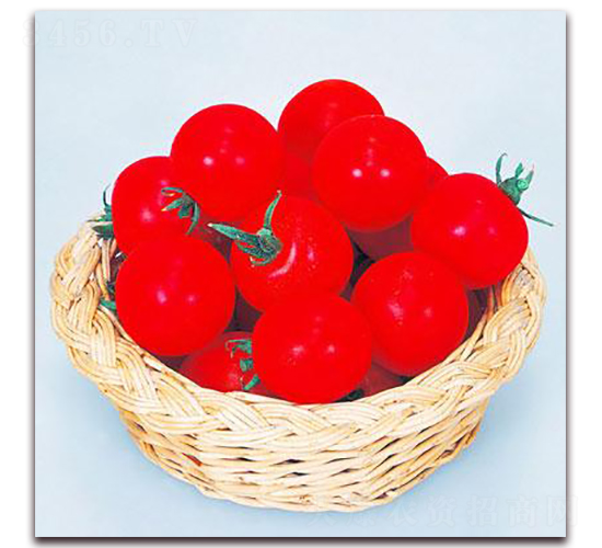 紅妃小番茄-番茄種子-禾誠(chéng)種苗