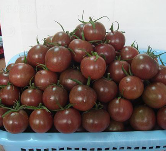 黑妃20小番茄（黑珍珠）F1-番茄種子-禾誠種苗