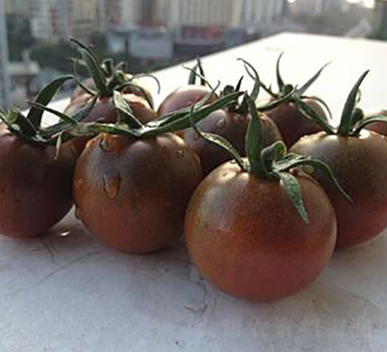 黑妃150番茄F1-番茄種子-禾誠(chéng)種苗