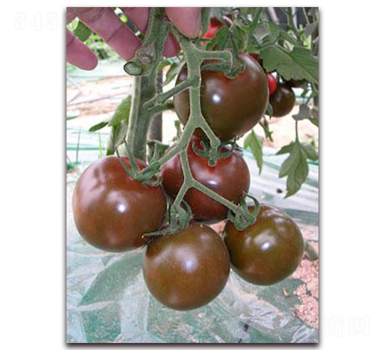 黑妃100小番茄-番茄種子-禾誠種苗