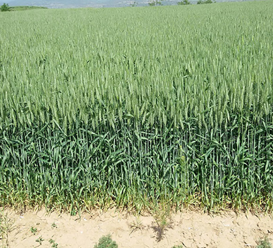 ���r(n��ng)189-¡�S�N�I(y��)