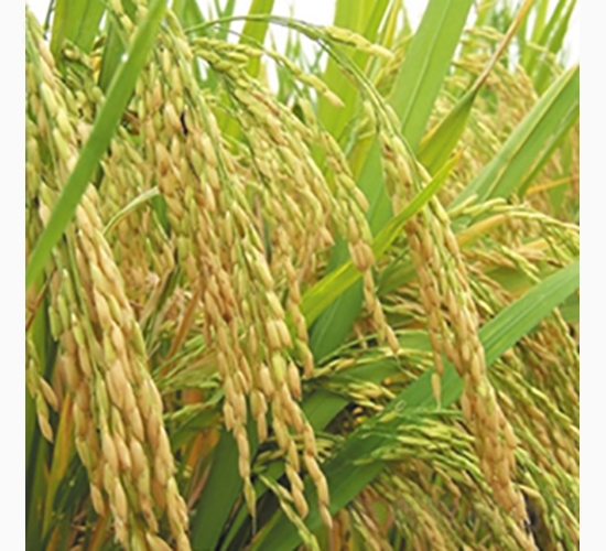 ������-�Rɽ�N�I(y��)