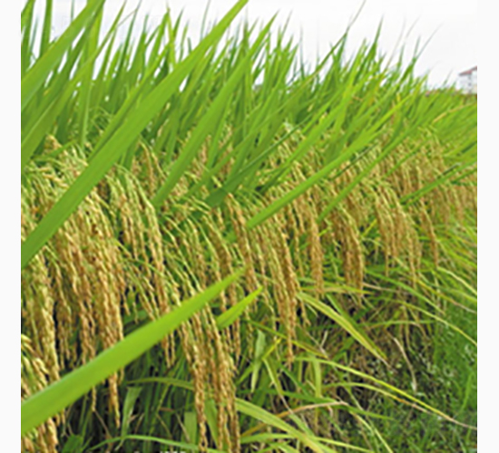 �ϵ�12̖(h��o)-�Rɽ�N�I(y��)