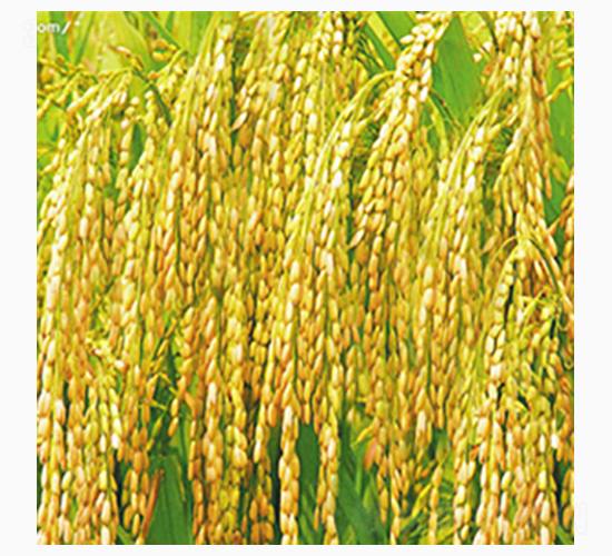 北稻2號-齊山種業(yè)