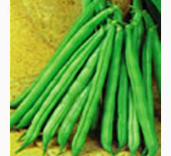 早熟紫花油豆王-齊山種業(yè)