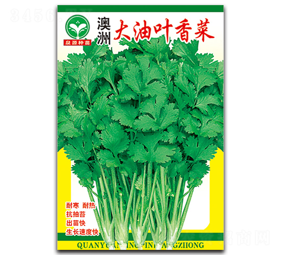 大油葉香菜-香菜種子-泉源