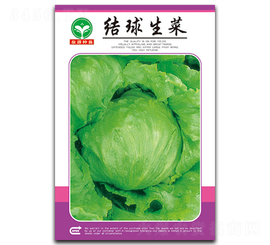 結(jié)球生菜-生菜種子-泉源