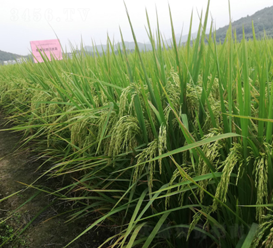 Ұ�マ(y��u)���½z��-�G���N�I(y��)