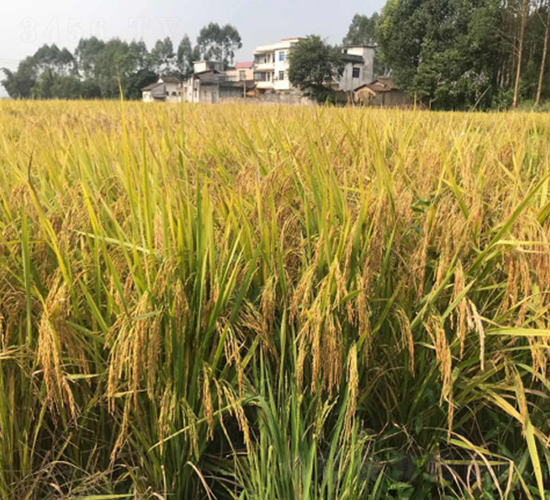 Ұ�マ(y��u)�tռ-�G���N�I(y��)