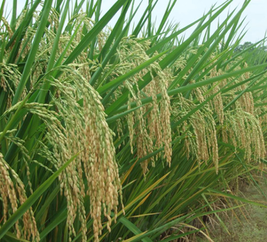 �G����(y��u)688-�G���N�I(y��)