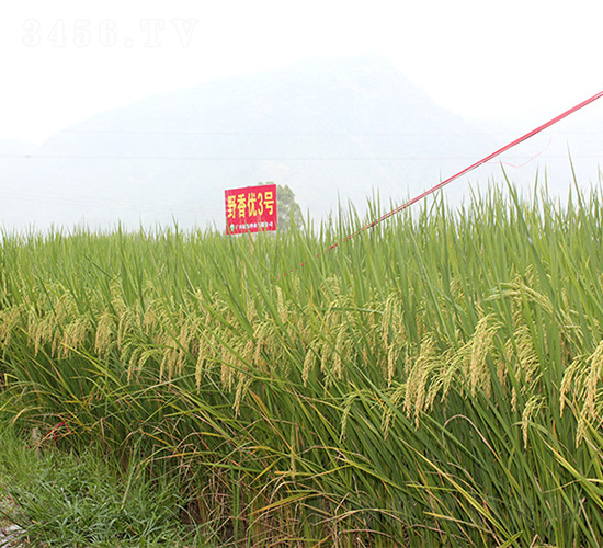 Ұ�マ(y��u)3̖(h��o)-�G���N�I(y��)