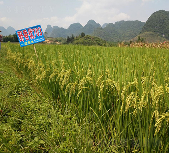 Ұ�マ(y��u)703-�G���N�I(y��)