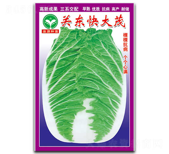 關(guān)東快大茂-白菜種子-泉源