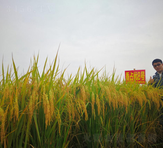 ��ռ��(y��u)8̖-�G���N�I(y��)