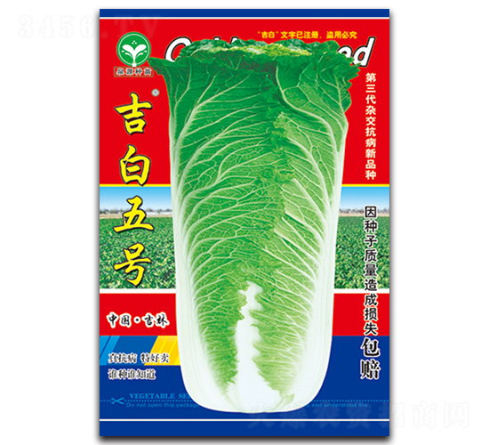 吉白五號(hào)-白菜種子-泉源