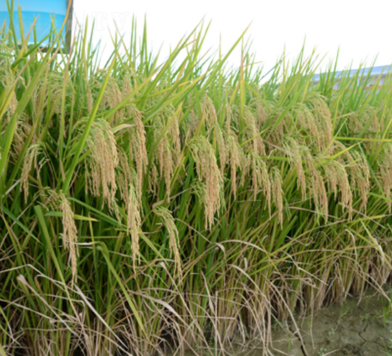 ��ռ��(y��u)�ͽz-�G���N�I(y��)