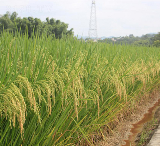 ��ռ��(y��u)��z-�G���N�I(y��)