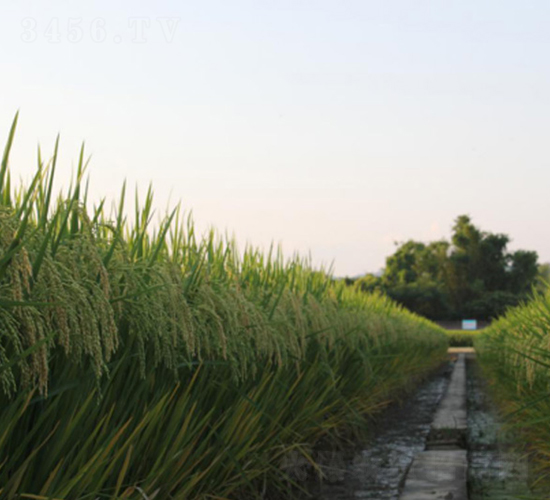 �؃�(y��u)2887-�G���N�I(y��)