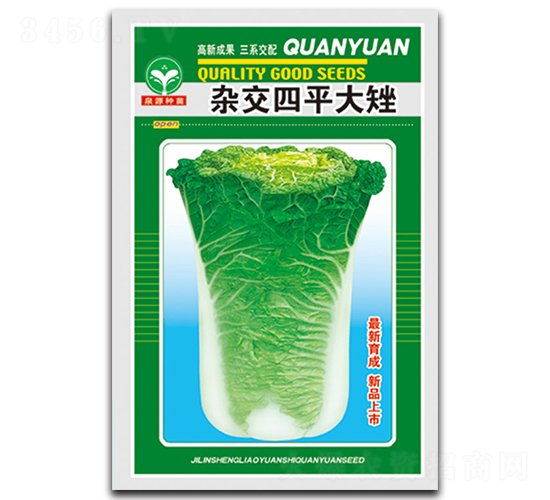 雜交四平大矬-白菜種子-泉源