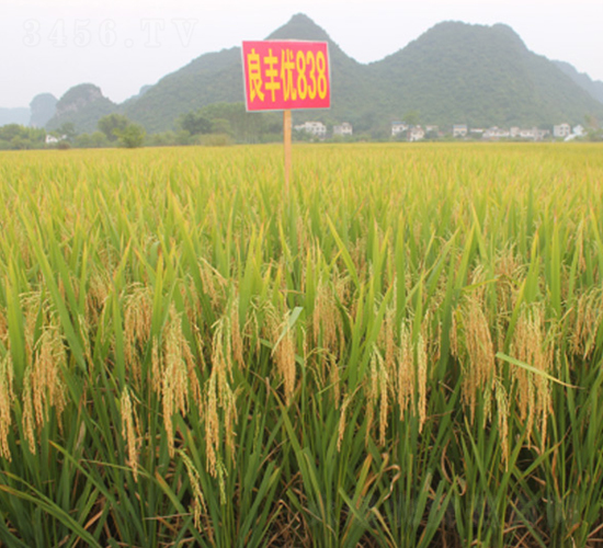 ���S��(y��u)838-�G���N�I(y��)