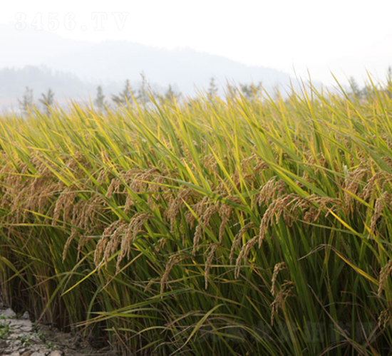 ��Ŵ��(y��u)1̖-�G���N�I(y��)