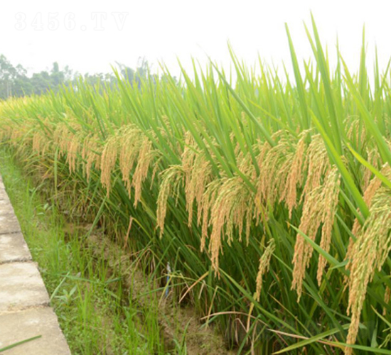 �G����(y��u)�ͽz-�G���N�I(y��)