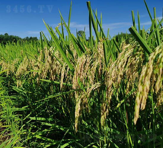 �G����(y��u)���ǽz��-�G���N�I(y��)