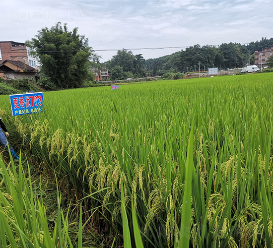 ���マ(y��u)703-�G���N�I(y��)