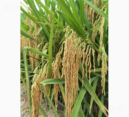 �߷僞(y��u)1̖-�G���N�I(y��)