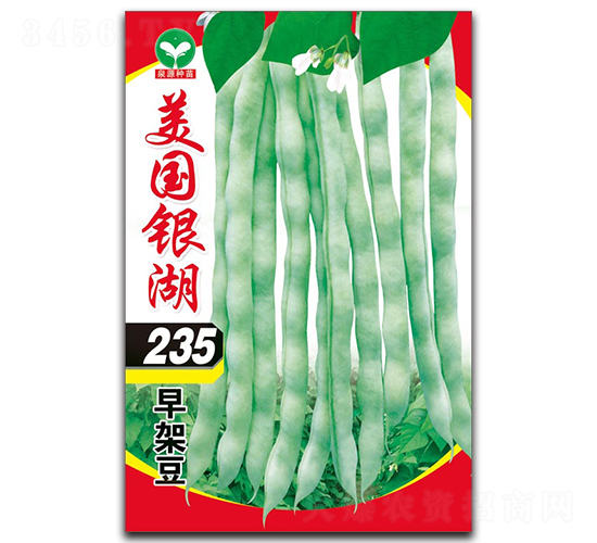 美國銀湖235-豆角種子-泉源
