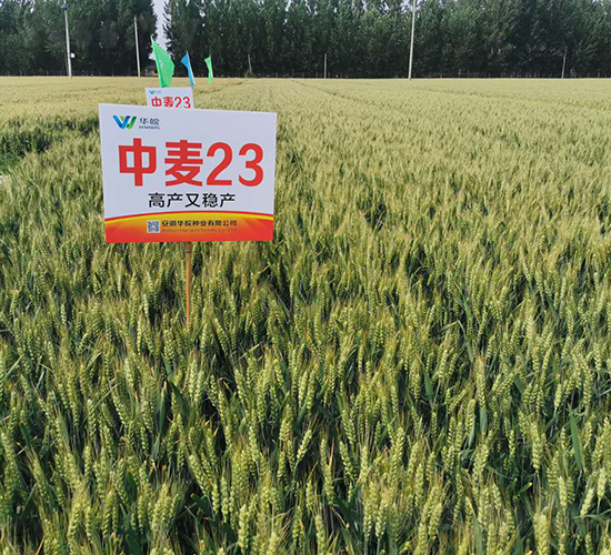 ����23-�A��N�I(y��)