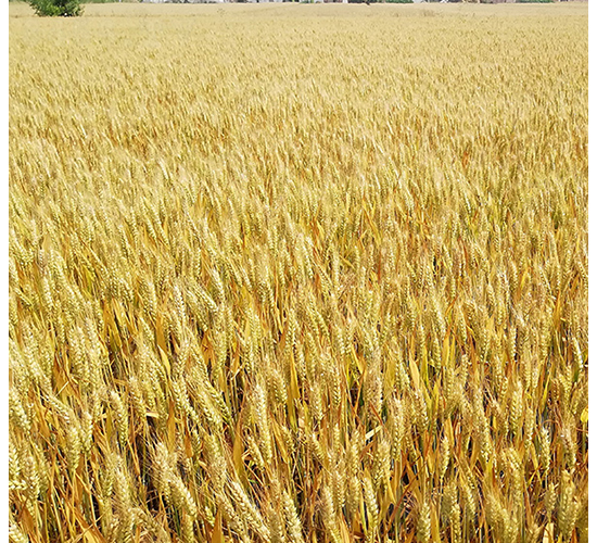 ��553-�A��N�I(y��)