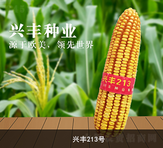 �d�S213̖(h��o)-���׷N��-�d�S�N�I(y��)