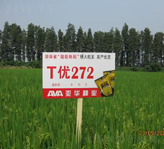 T��(y��u)272-�s������-���A�N�I(y��)