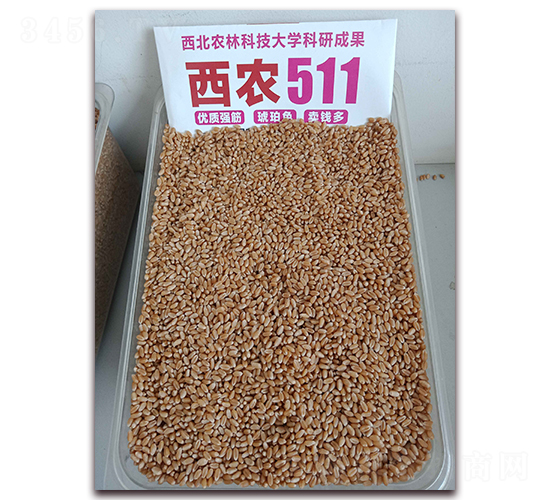 西農(nóng)511實(shí)物圖-小麥種子-許科種業(yè)