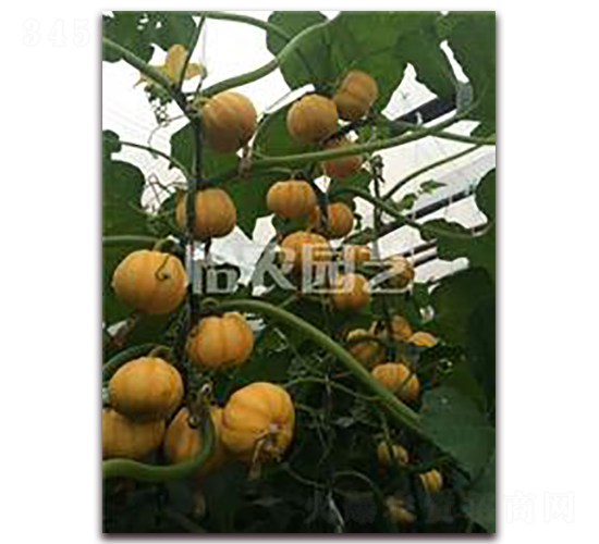 С�۹�-�ϹϷN��-���r(n��ng)�@ˇ