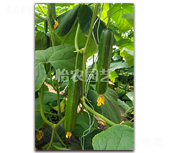 �����-�S�ϷN��-���r(n��ng)�@ˇ