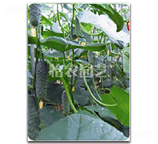 ��ɯ14F1-�S�ϷN��-���r(n��ng)�@ˇ