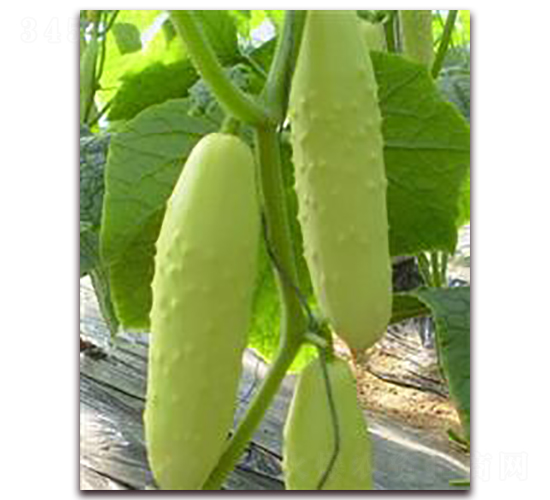 ���S��-�S�ϷN��-���r(n��ng)�@ˇ