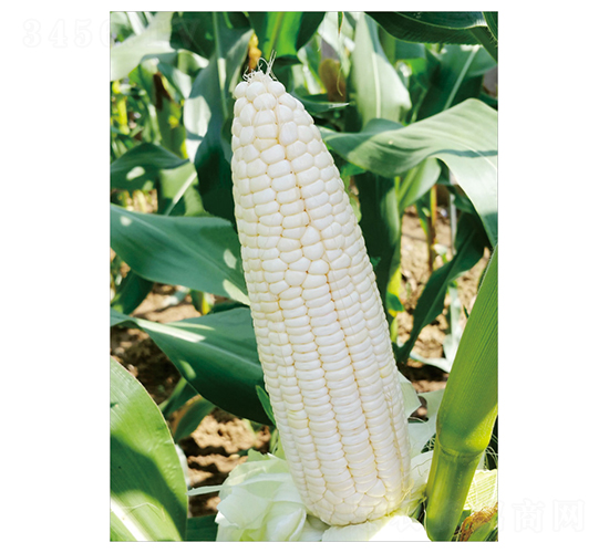 ����Ŵ1̖-���׷N��-��֮Դ