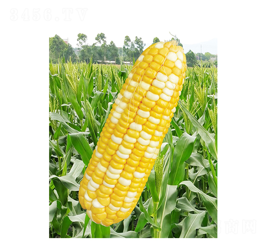 ������1̖-���׷N��-��֮Դ