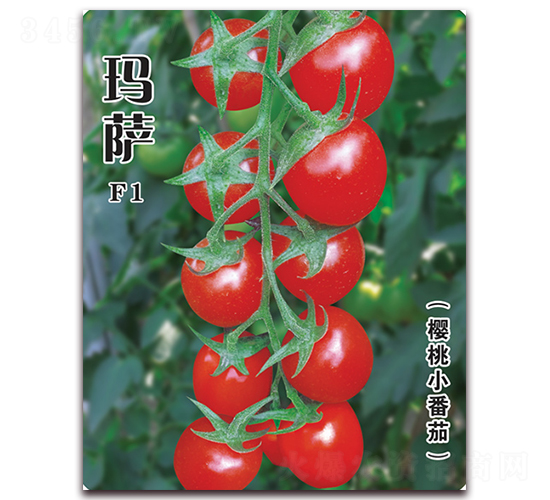 瑪薩-番茄種子-飛歌農業(yè)