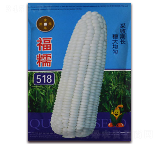 福糯518-白糯玉米種子-金馬開元